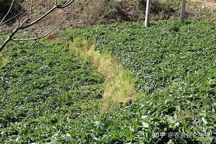 水溶肥价格多少钱一吨 如何选购优质的水溶肥料