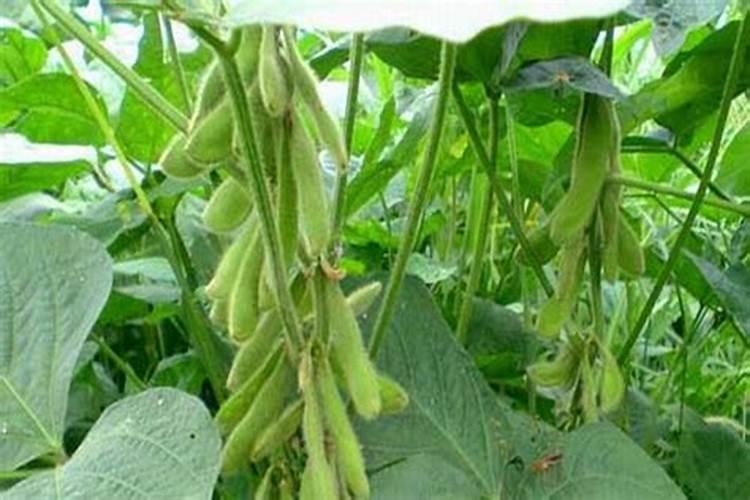 豆科植物固氮怎么处理