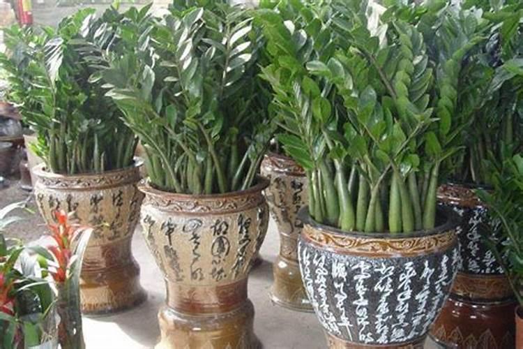 金钱树可以用花多多3号吗