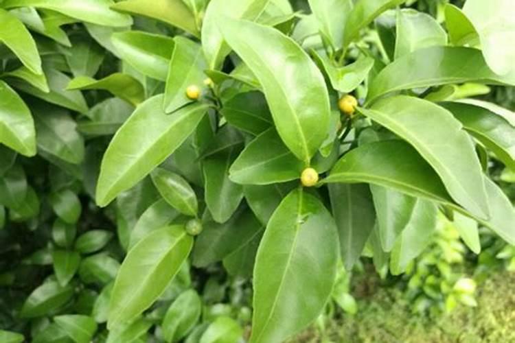 沙糖桔种了一个多月没发牙可以打叶面肥吗