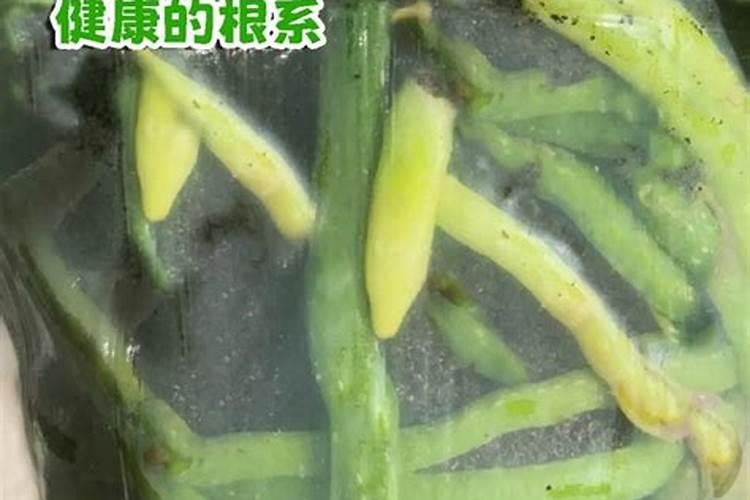水苔养蝴蝶兰多久浇一次水 适宜水苔养蝴蝶兰浇水频次？