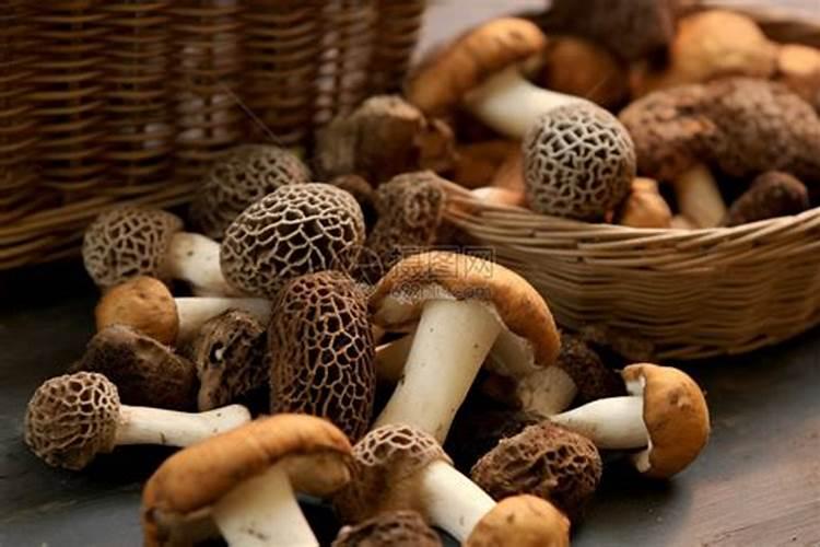 伴100斤玉米种需要芸苔素内酯多少毫升？