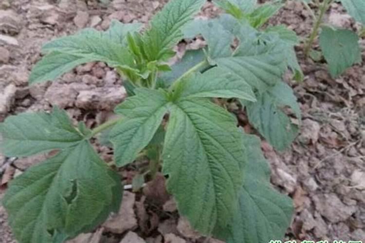 种芝麻用什么肥料