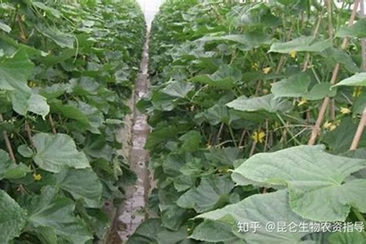 打黄瓜用什么叶面肥好
