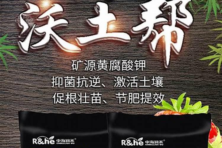 铜钱草没根能活吗 有叶无根能栽活吗