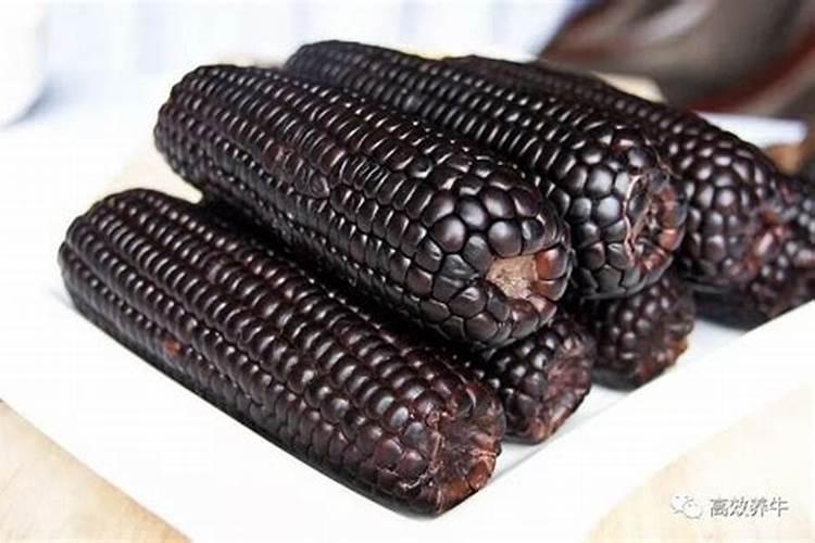 玉米缺磷用什么化肥好？