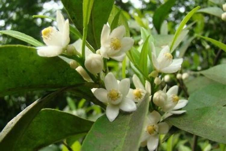 代代花盆栽与管理