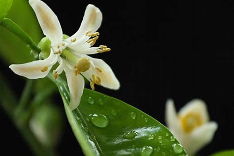代代花盆栽怎么种 代代花盆栽如何种植