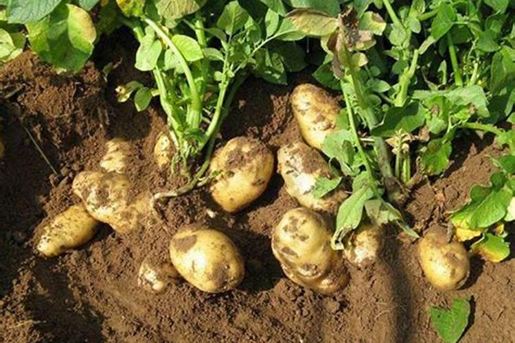 栽培无公害蔬菜时应禁用哪些肥料
