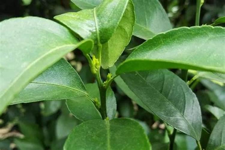 柑橘花期能不能用乙蒜素？
