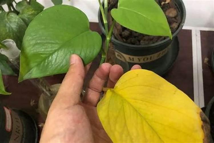 碗莲叶子枯黄是缺钾肥吗？