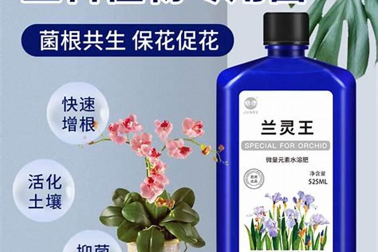 兰花怎么补菌根多芽多
