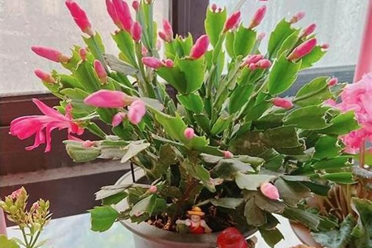 蟹爪兰施什么肥能开花