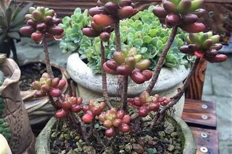 多肉植物怎么养才养得又大又肥
