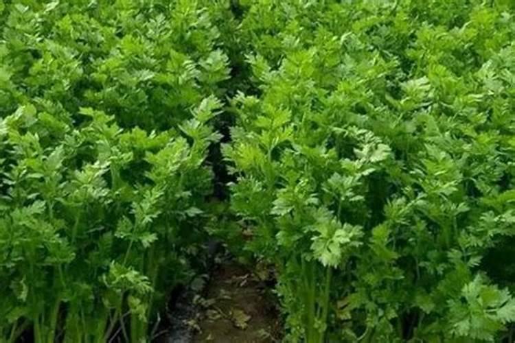 芹菜浇什么肥料好