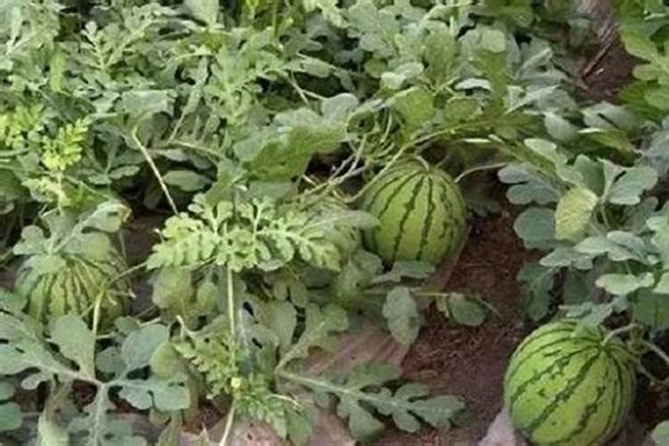 西瓜种植底肥用什么肥？