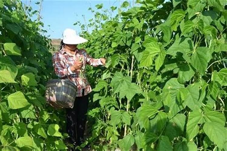 豆角到了末期又开了一次花能不能补充液态氮肥？