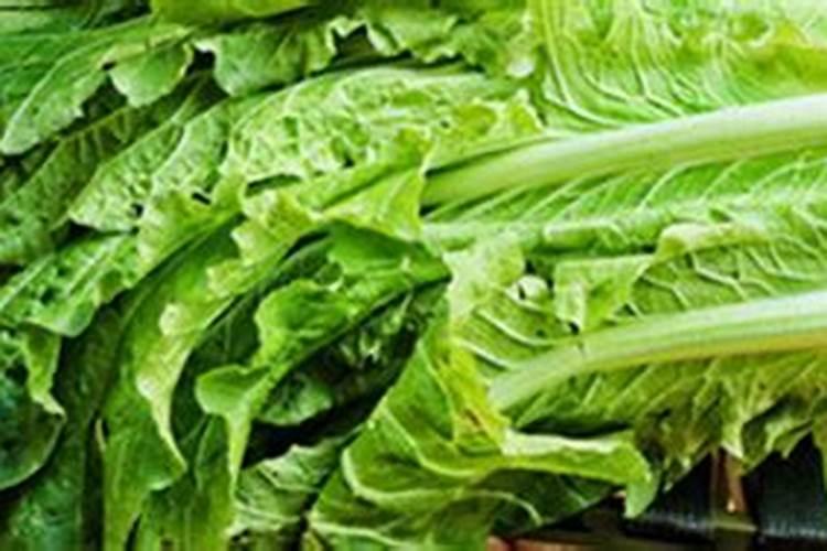 大白菜施肥用什么肥好