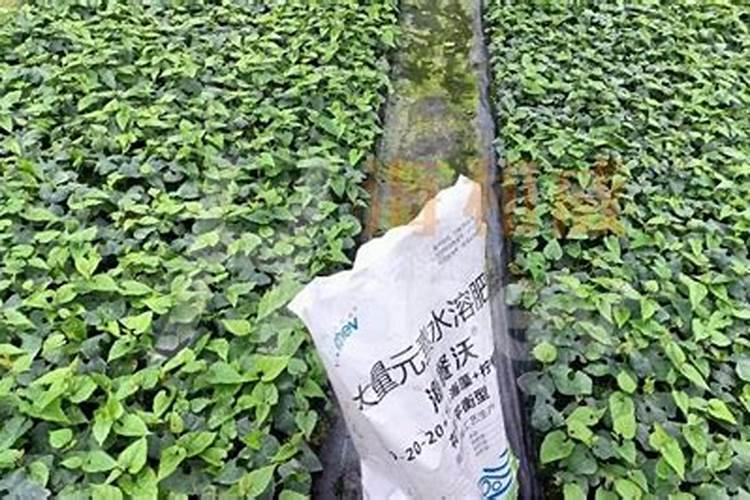 请问一亩苹果树需要多少水溶肥？