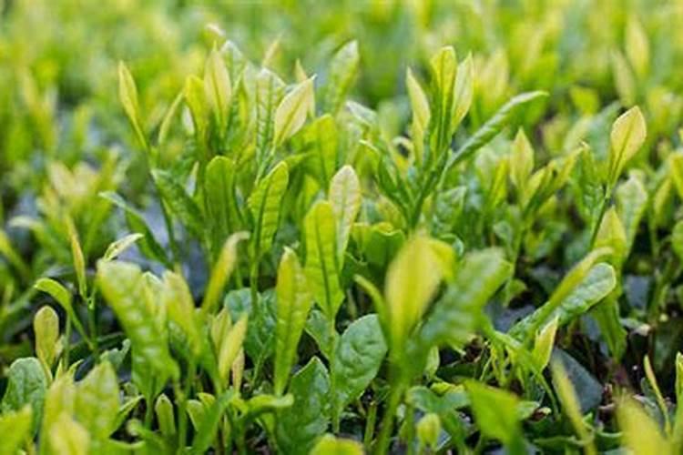 车用尿素能当肥料或浇花吗