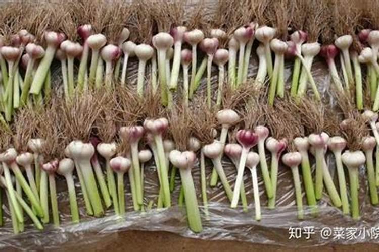 大蒜用什么肥料长得最快最旺