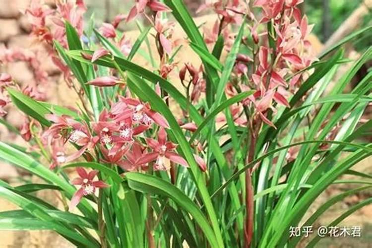 葱兰花的养殖方法