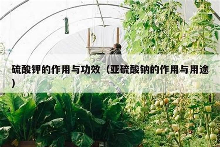 硫酸钾肥料的作用及用途
