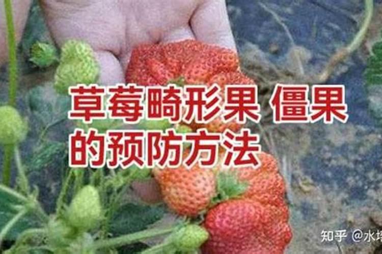 草莓不膨果可能是哪些原因？该怎么解决？