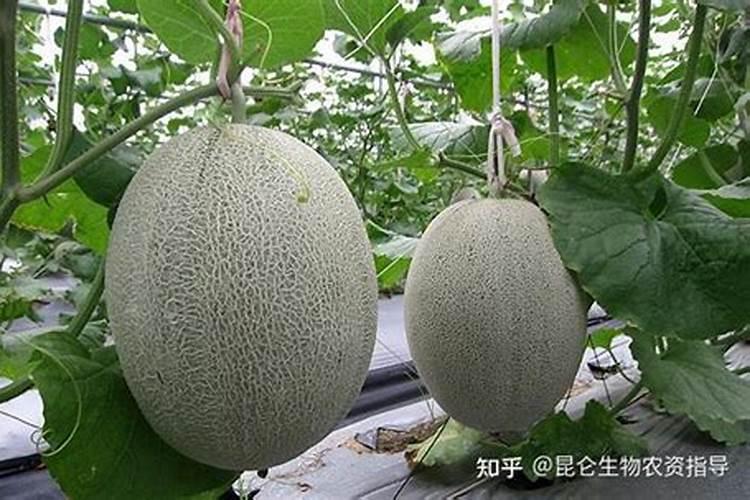 哈密瓜什么时候施肥 哈密瓜最合适的施肥时间