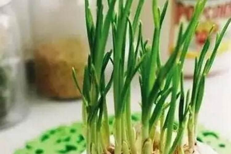 蒜苗施肥用什么肥料