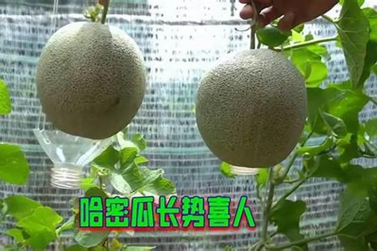 哈密瓜是我国新疆特有的一种水果,口味甜美,哈密瓜该怎么施肥呢？百度...