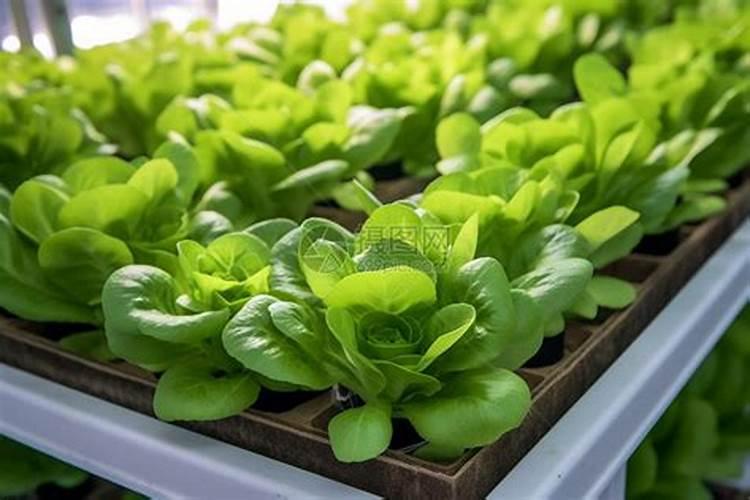 为什么种植油菜要增施硼肥？增施硼肥的好处有哪些？