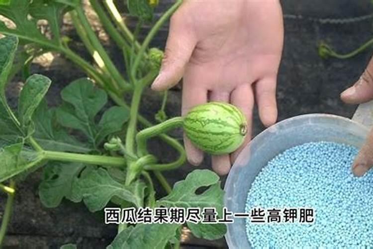 想让西瓜甜度出众,该用哪种肥料呢？