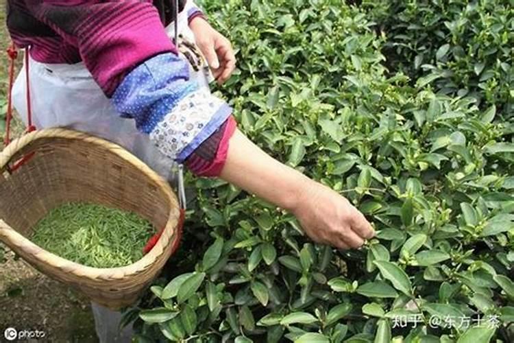 怎样给茶叶喷施叶面肥？ 敌百虫90%高效杀灭作物害虫小国家