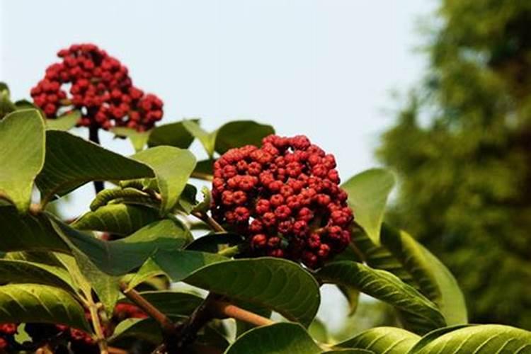 吴茱萸的施肥时间要点有哪些？