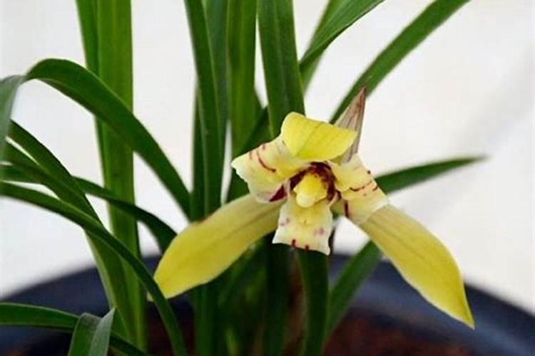 兰花什么季节施肥最好