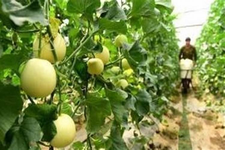 种瓜用什么肥料最好？