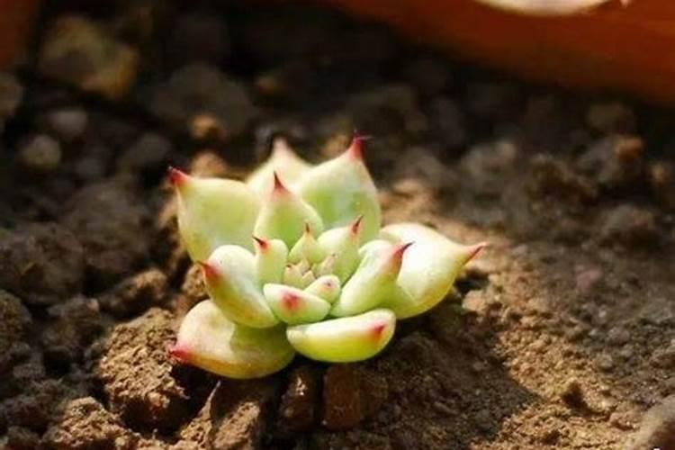 用新鲜茶叶养多肉可以吗 用新鲜茶叶养多肉好吗