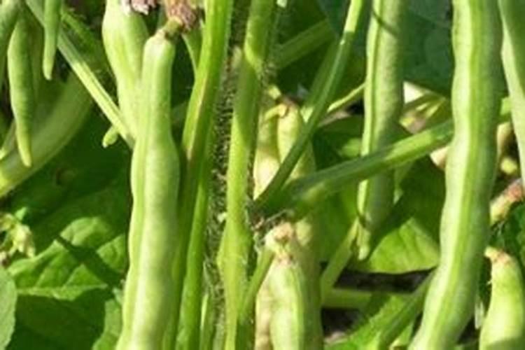 豆角一亩地施几斤肥料