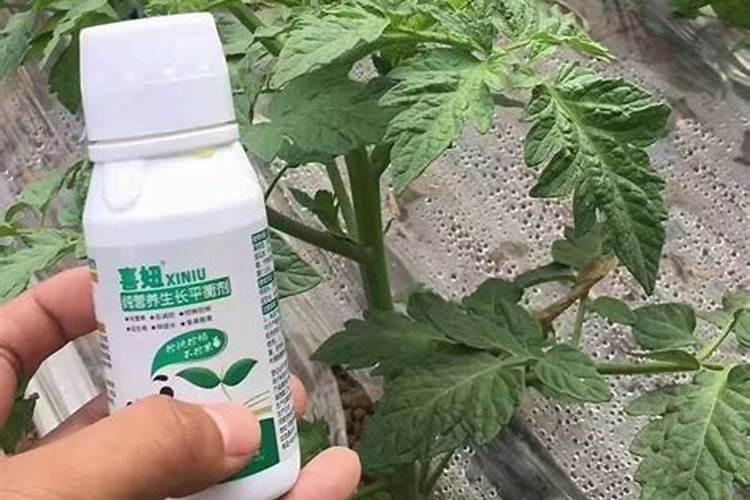 茄子喷施叶面肥都有什么好处？茄子叶面肥应该如何选择呢？
