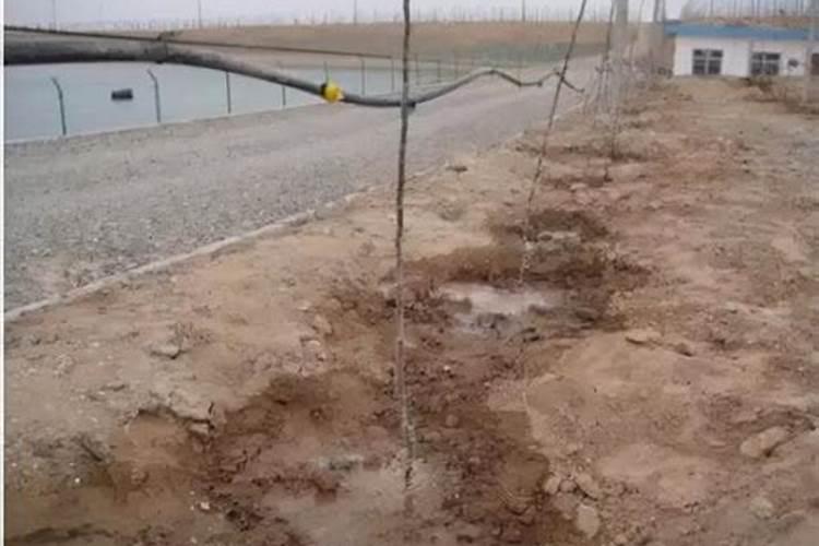 果树滴灌浇水正确方法果树浇灌的正确方法