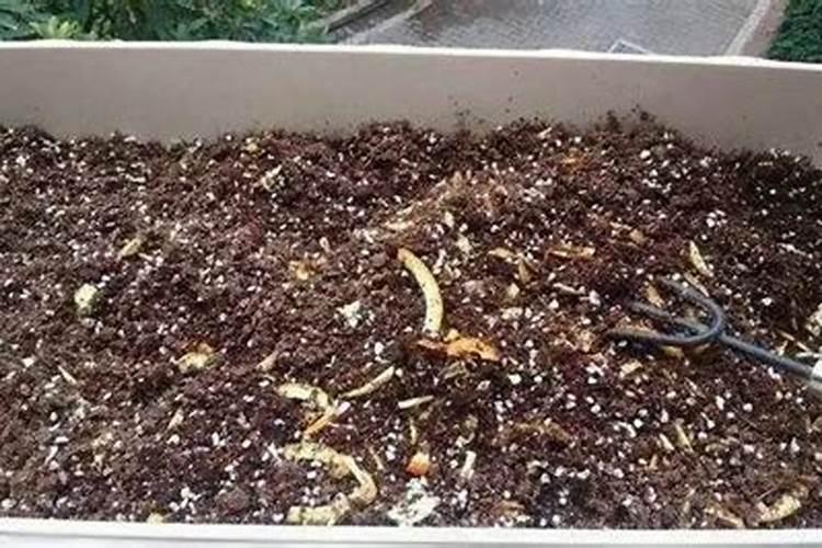 自家种菜用什么肥料最好