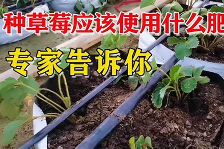 芝麻什么时间追肥最佳？如何追肥？