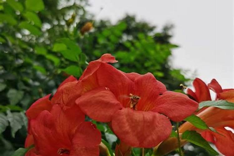 凌霄花的栽培与管理,怎样施肥