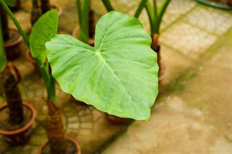 滴水观音什么季节施肥最好