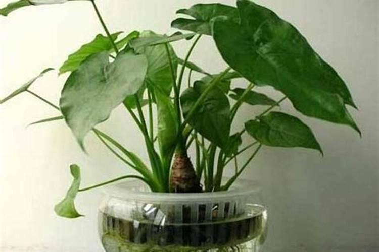 夏季滴水观音怎样施肥