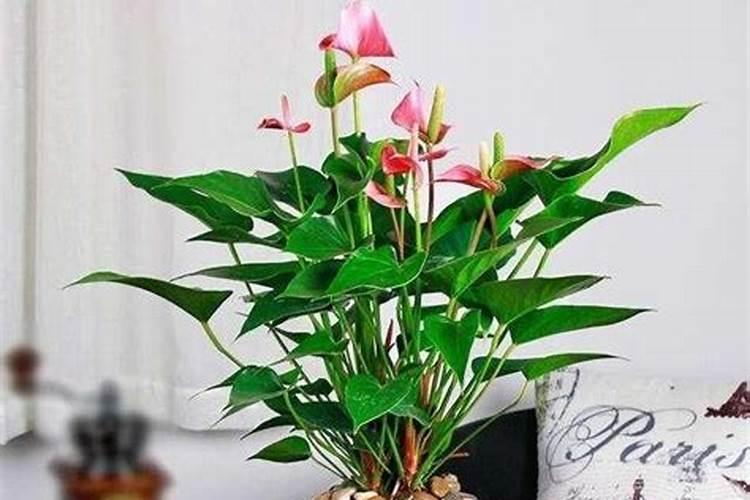 水栽花注意什么