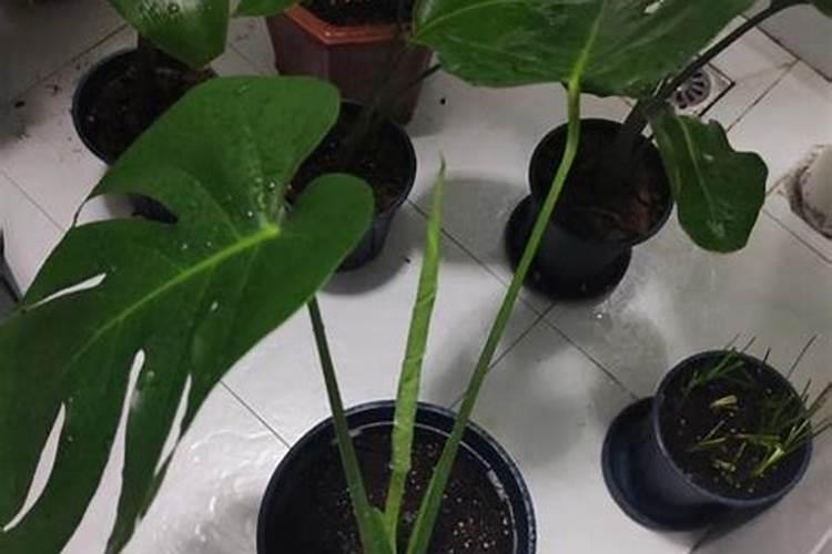 莲雾种植的基本方法