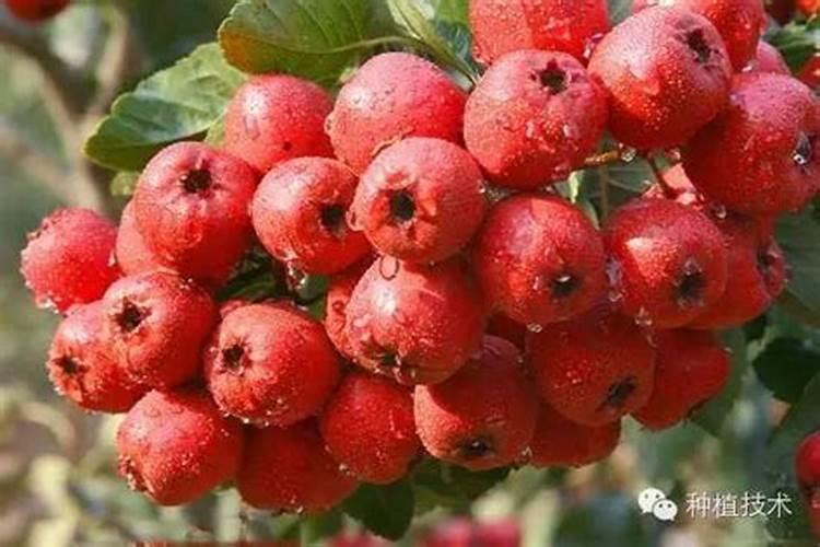 葡萄施钾肥时间和方法