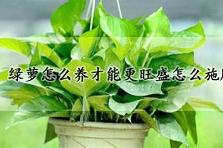 玉米苗期打什么杀虫剂